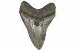 Serrated, 4.95" Fossil Megalodon Tooth - South Carolina - #200801-1
